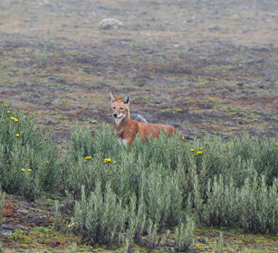 Lupo del Simien (Canis simiensis), Simien Wolf Sanetti plateau