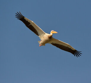 Pellicano (Pelecanus onocrotalus) Great White Pelican, lago Zway, lake Zway