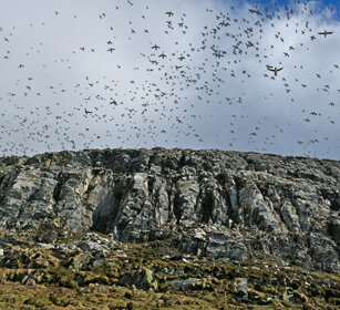 Urie, Guillemots Norvegia, Hornoia. Norway, Hornoia Urie, Guillemots Norvegia, Hornoia. Norway, Hornoia