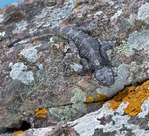 Stellione (Stellagama stellio) Laudakia stellio