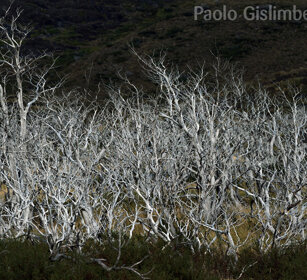 Faggi australi (Nothofagus sp.) PN Torres del Paine, Cile