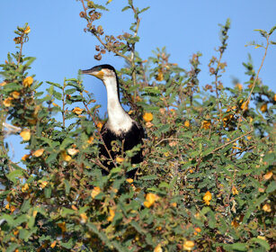 Cormorano (Phalacrocorax carbo), Great Cormorant lago Zway, lake Zway