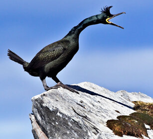 Marangone dal ciuffo, Shag Norvegia, Hornoia. Norway, Hornoia Marangone dal ciuffo, Shag Norvegia, Hornoia. Norway, Hornoia