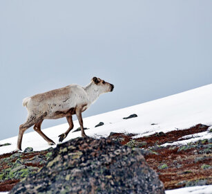Renna, Reindeer Norvegia, Norway, Varanger