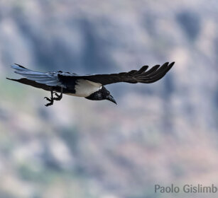 Corvo pettobianco (Corvus Albus), Pied Crow Debre Libanos