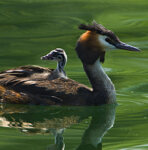 Svasso maggiore (Podiceps cristatus) Great Crested Grebe, Avigliana lake