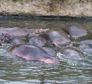 Ippopotami (Hippopotamus amphibius), Hippos parco nazionale del Serengeti, Serengeti NP