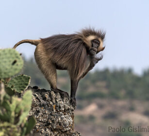 maschio di Gelada, male Gelada Baboon Debre Libanos