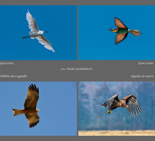 Uccelli in volo Uccelli in volo