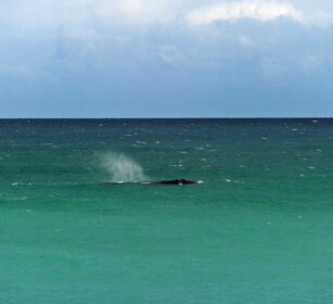 Balena franca australe (Eubalaena australis) Southern Right Whale, Hermanos