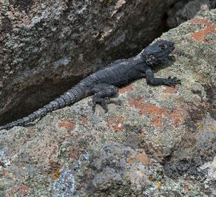 Stellione (Stellagama stellio) Laudakia stellio