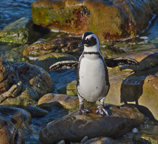 Pinguino del Capo (Spheniscus demersus) Jackass Penguin, Cape Peninsula