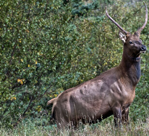male Wapiti, Banff NP