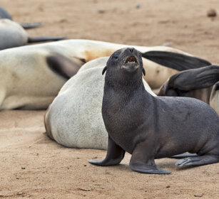 Otarie orsine (Arctocephalus pusillus) Cape Fur Seals, Cape Cross, Dorob NP