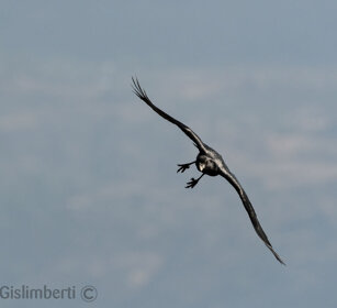 Corvo codaforcuta (Corvus rhipidurus) Fan-tailed Raven, Debre Libanos