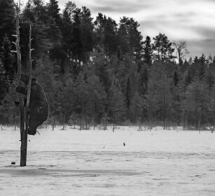 Orso bruno, Brown Bear Finlandia, Finland
