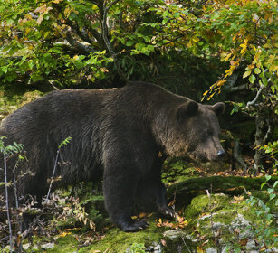 Orso bruno (Ursus arctos), Brown Bear Bayerischerwald NP