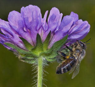 Ape mellifera (Apis mellifica) su Knautia Honeybee on a Knautia flower