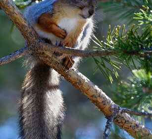 Scoiattolo rosso, Red Squirrel Finlandia, Finland
