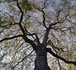 platano, plane-tree. Londra, London