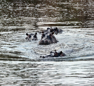 Ippopotami (Hippopotamus amphibius), Hippos PN Kruger, Kruger NP