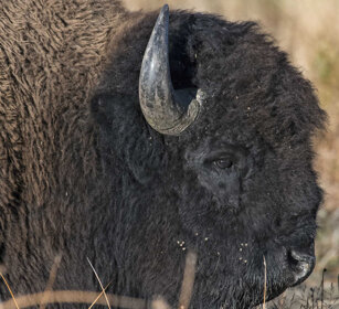 Bisonte, Bison, Buffalo PN di Yellowstone, Yellowstone NP