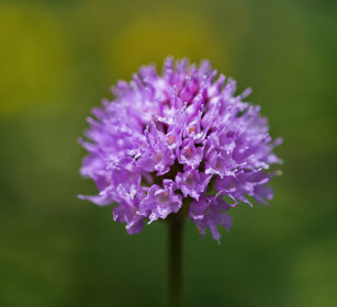Orchide dei pascoli (Traunsteinera globosa) wild orchid