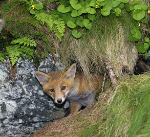 Volpe comune juv. (Vulpes vulpes) juvenile Red Fox PN del Gran Paradiso, Gran Paradiso NP
