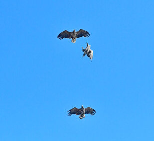 Aquile di mare, White-tailed Eagles Norvegia, Hornoia. Norway, Hornoia