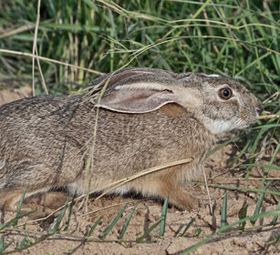 Lepre di savana Uganda