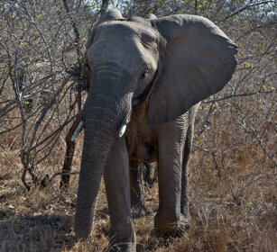 Elefante africano (Loxodonta africana) African elephant, Kruger NP