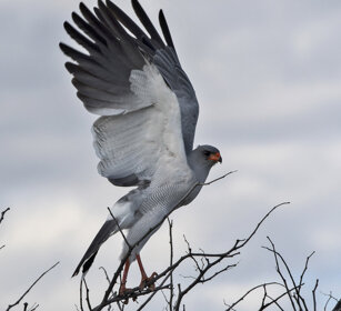 Astore cantante pallido (Melierax canorus) Pale Chanting Goshawk, Etosha NP