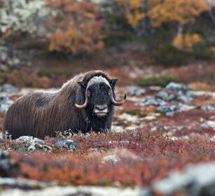 Bue muschiato (Ovibos moschatus), Muskox parco nazionale di Dovrefjell, Dovrefjell NP