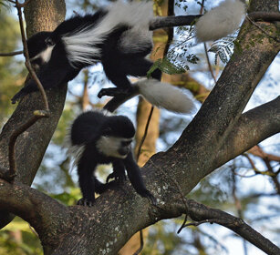 giovani Guereza bianco e neri (Colobus guereza) juveniles Abyssinian Black-and-white Colobus monkeys, lago Awasa, lake Awasa