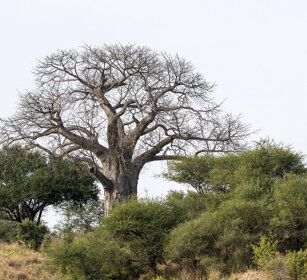 Baobab (Adansonia digitata) parco nazionale del Tarangire, Tarangire NP