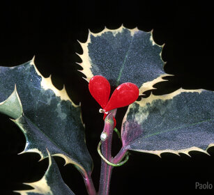 Agrifoglio, holly Frossasco (To), Piemonte