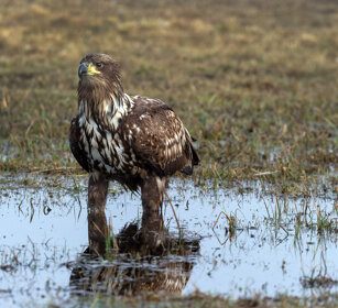 Aquila di mare (Haliaeetus albicilla) White-tailed Eagle, Polonia, Poland