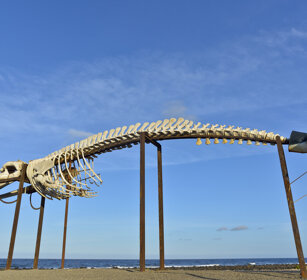 scheletro di Balena, Whale skeleton Fuerteventura