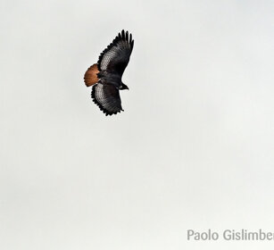 Poiana augure (Buteo augur), Augur Buzzard Sanetti plateau
