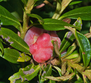 galle su Rododendro, Rhododendron gall