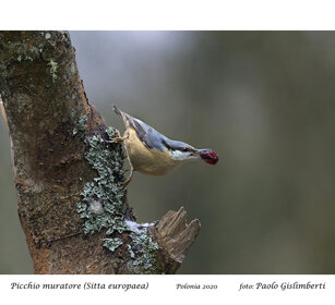 Picchio muratore, Nuthatch Polonia, Poland Picchio muratore, Nuthatch Polonia, Poland