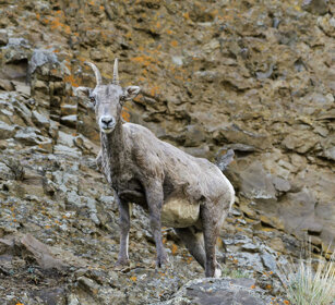 Bighorn femmina, female Bighorn PN di Yellowstone, Yellowstone NP