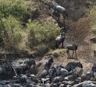 migrazione degli Gnu, Gnu migration fiume Mara, Mara river