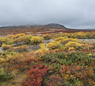tundra parco nazionale di Dovrefjell, Dovrefjell NP