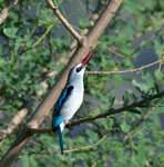 Martin Pescatore di bosco Halcyon senegalensis Woodland Kingfisher, Awasa, Etiopia