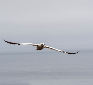 Gannet Bonaventura island, Gaspesie NP
