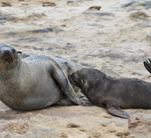 Otarie orsine (Arctocephalus pusillus) Cape Fur Seals, Cape Cross, Dorob NP