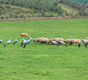 Gru del Paradiso e pecore, Blue Cranes and Sheep