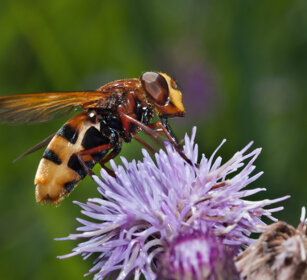 dettero Volucella, Hoverfly Dipteron