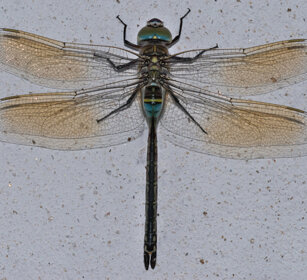 Libellula imperatore (Anax imperator) Emperor Dragonfly